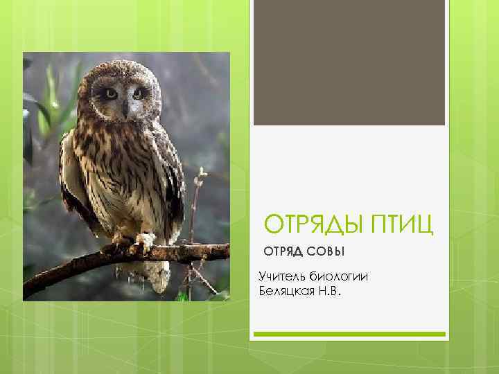ОТРЯДЫ ПТИЦ ОТРЯД СОВЫ Учитель биологии Беляцкая Н. В. 