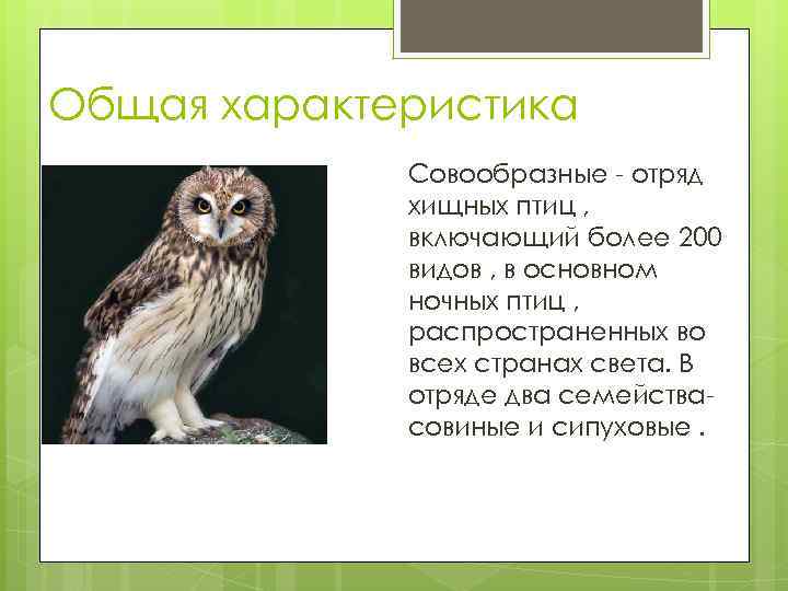 Общая характеристика Совообразные - отряд хищных птиц , включающий более 200 видов , в