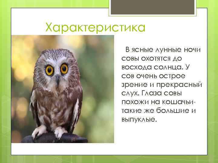 Характеристика В ясные лунные ночи совы охотятся до восхода солнца. У сов очень острое