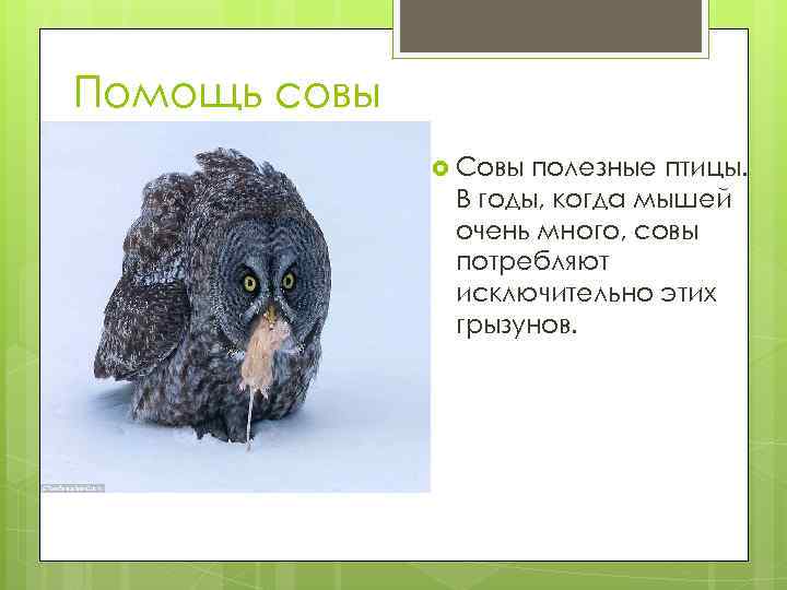 Помощь совы Совы полезные птицы. В годы, когда мышей очень много, совы потребляют исключительно