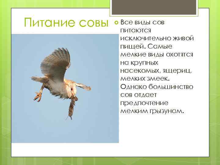 Питание совы Все виды сов питаются исключительно живой пищей. Самые мелкие виды охотятся на