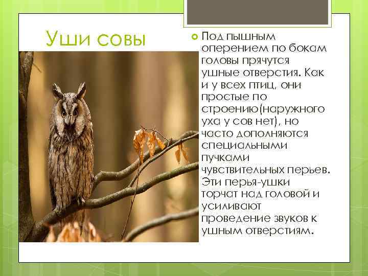 Уши совы Под пышным оперением по бокам головы прячутся ушные отверстия. Как и у