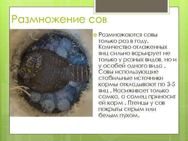 Размножение сов Размножаются совы только раз в году. Количество отложенных яиц сильно варьирует не