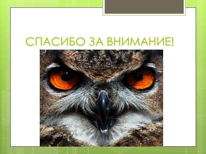 Спасибо за внимание сова для презентации