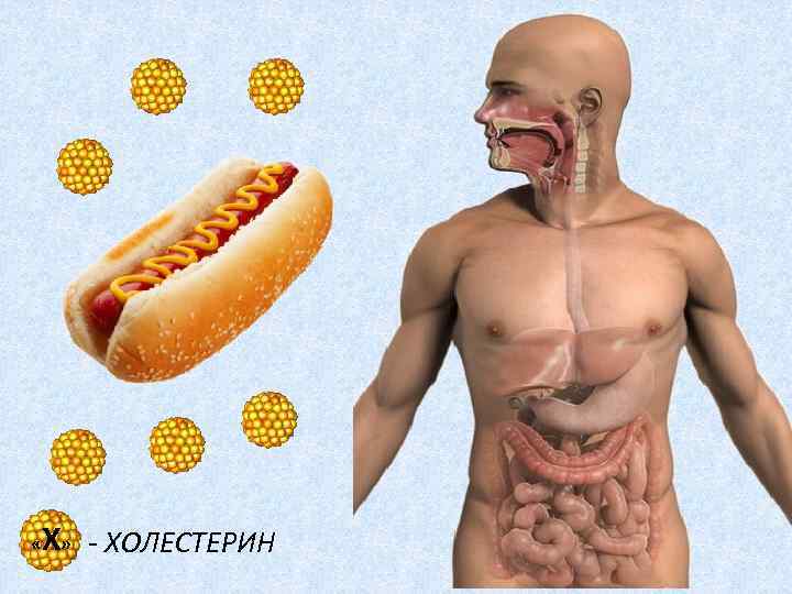 Х - ХОЛЕСТЕРИН « » 