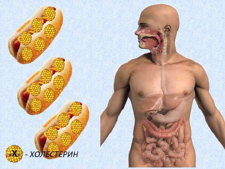 Х - ХОЛЕСТЕРИН « » 