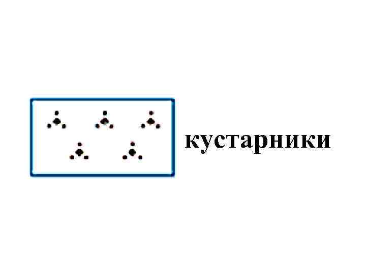 кустарники 