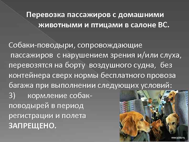 Перевозка пассажиров с домашними животными и птицами в салоне ВС. Собаки-поводыри, сопровождающие пассажиров с