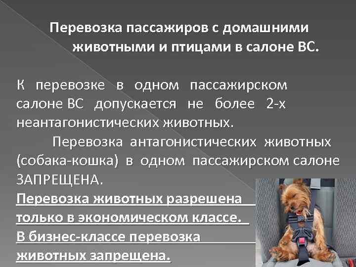 Перевозка пассажиров с домашними животными и птицами в салоне ВС. К перевозке в одном