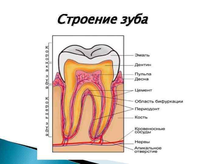 Для строение зуба характерно. Строение зуба. Строение зуба без подписей. Строение зуба макет. Строение зуба человека без подписей.