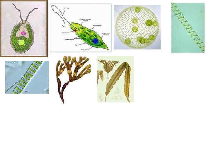 Обозначьте на рисунках водоросли. Что такое хроматофоры водорослей 5 класс. Хроматофоры водорослей улотрикс. Хроматофор строение. Хроматофоры диатомей.