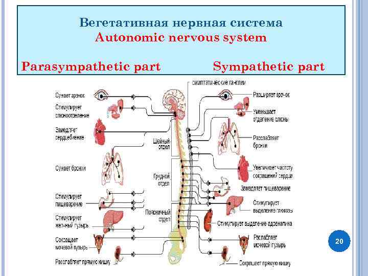 Вегетативная нервная система Autonomic nervous system Parasympathetic part Sympathetic part 20 