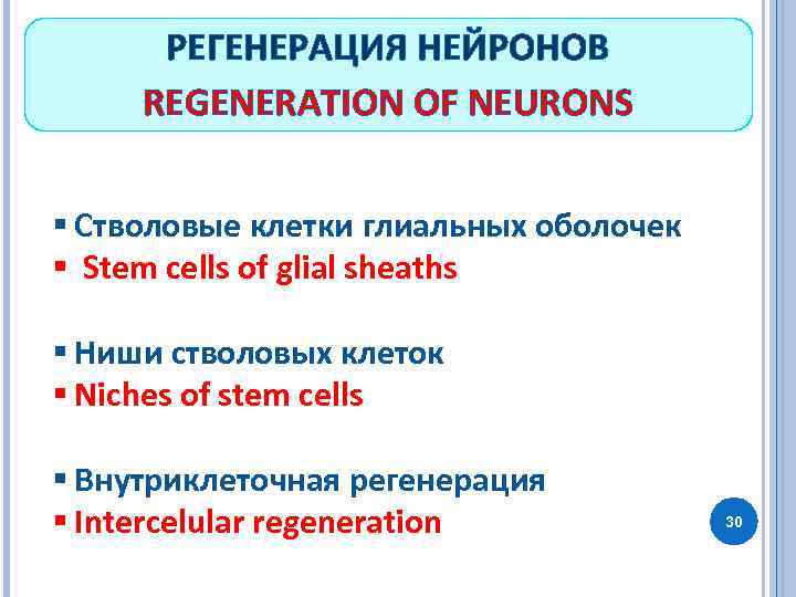 РЕГЕНЕРАЦИЯ НЕЙРОНОВ REGENERATION OF NEURONS § Стволовые клетки глиальных оболочек § Stem cells of