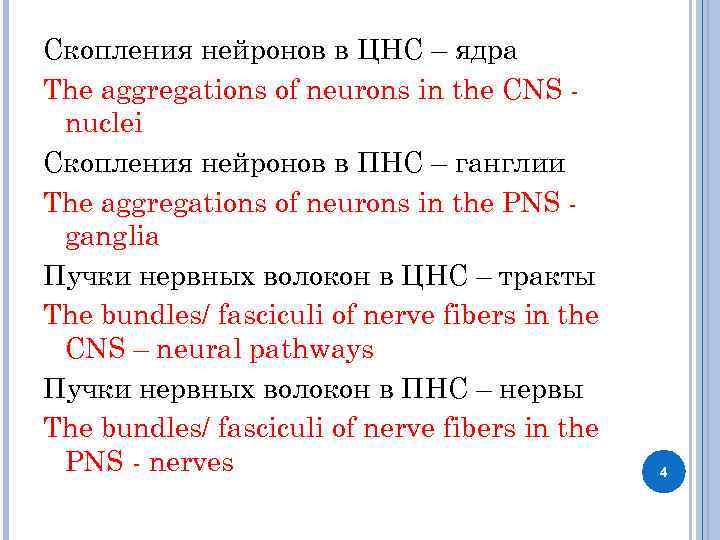 Скопления нейронов в ЦНС – ядра The aggregations of neurons in the CNS nuclei