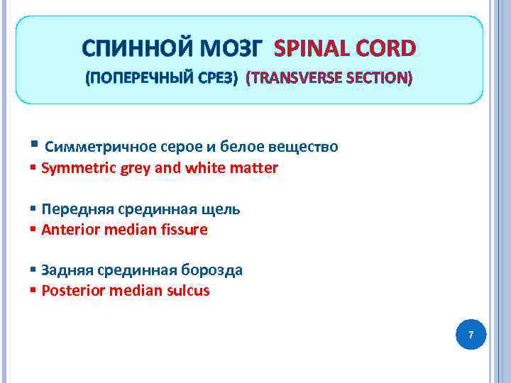 СПИННОЙ МОЗГ SPINAL CORD (ПОПЕРЕЧНЫЙ СРЕЗ) (TRANSVERSE SECTION) § Симметричное серое и белое вещество