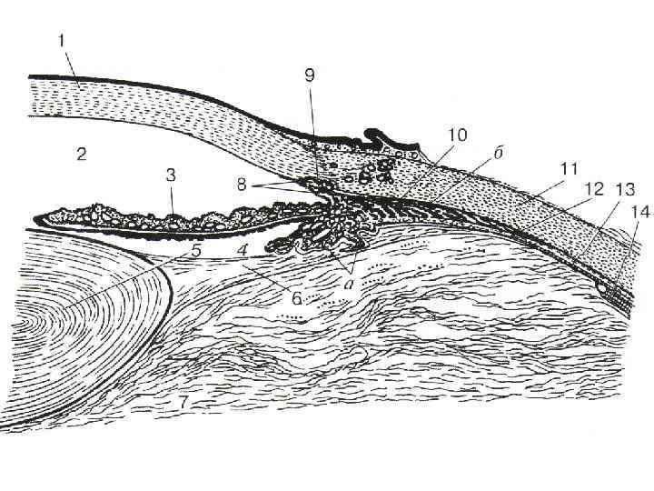 Схема строения переднего отдела глаза