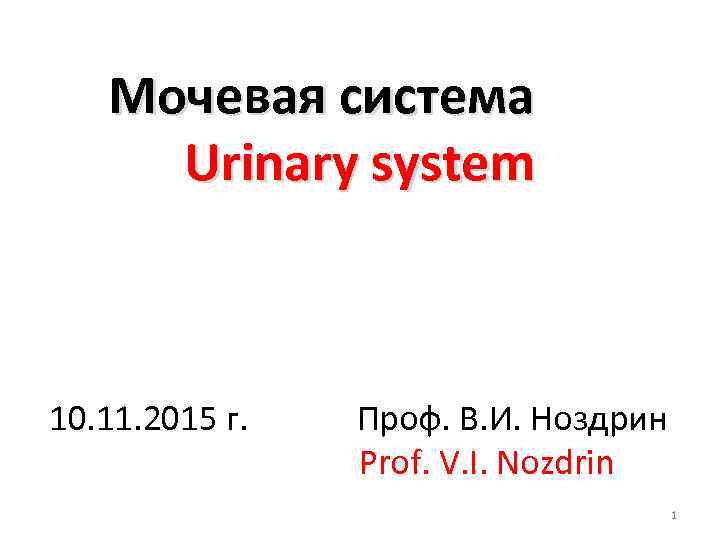 Мочевая система Urinary system 10. 11. 2015 г. Проф. В. И. Ноздрин Prof. V.