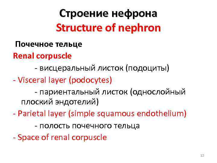 Строение нефрона Structure of nephron Почечное тельце Renal corpuscle - висцеральный листок (подоциты) -