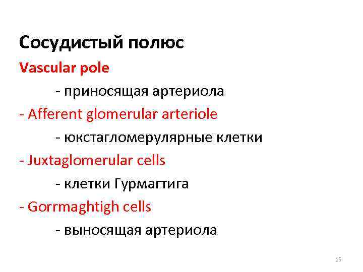 Сосудистый полюс Vascular pole - приносящая артериола - Afferent glomerular arteriole - юкстагломерулярные клетки