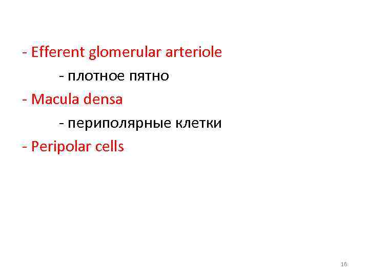 - Efferent glomerular arteriole - плотное пятно - Macula densa - периполярные клетки -