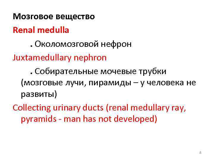 Мозговое вещество Renal medulla. Околомозговой нефрон Juxtamedullary nephron. Собирательные мочевые трубки (мозговые лучи, пирамиды