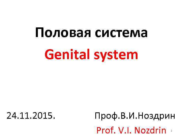 Половая система Genital system 24. 11. 2015. Проф. В. И. Ноздрин Prof. V. I.