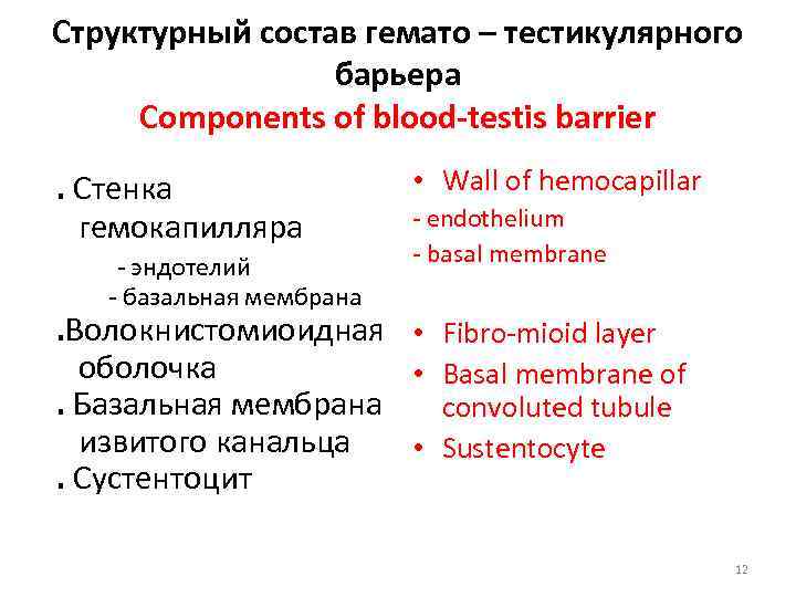 Структурный состав гемато – тестикулярного барьера Components of blood-testis barrier. Стенка гемокапилляра - эндотелий