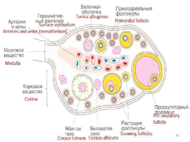 Преовуляторный фолликул – Граафов пузырек Белое тело 14 