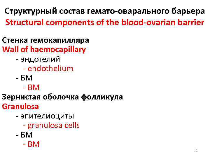 Структурный состав гемато-оварального барьера Structural components of the blood-ovarian barrier Стенка гемокапилляра Wall of