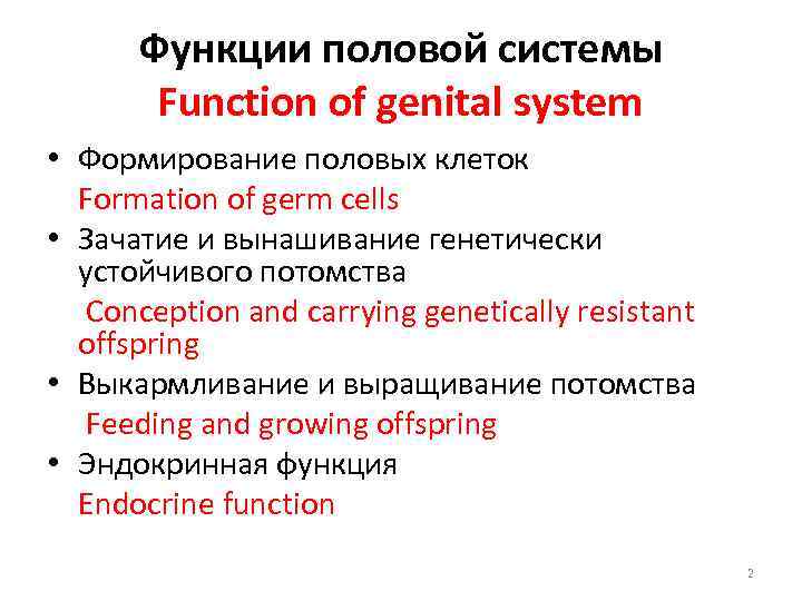 Функции половой системы Function of genital system • Формирование половых клеток Formation of germ