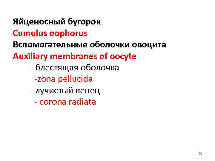 Яйценосный бугорок Cumulus oophorus Вспомогательные оболочки овоцита Auxiliary membranes of oocyte - блестящая оболочка