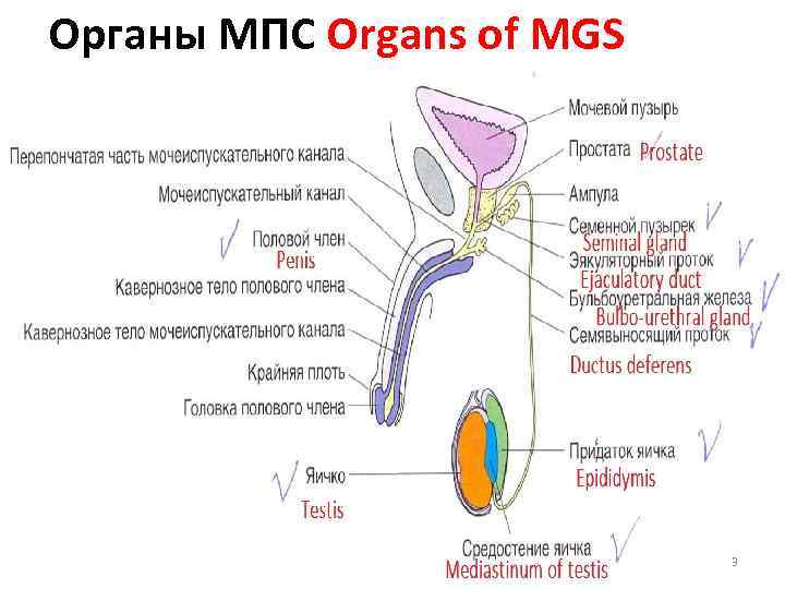 Органы МПС Organs of MGS 3 