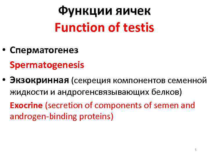Функции яичек Function of testis • Сперматогенез Spermatogenesis • Экзокринная (секреция компонентов семенной жидкости