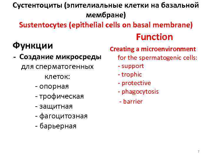 Сустентоциты (эпителиальные клетки на базальной мембране) Sustentocytes (epithelial cells on basal membrane) Функции -