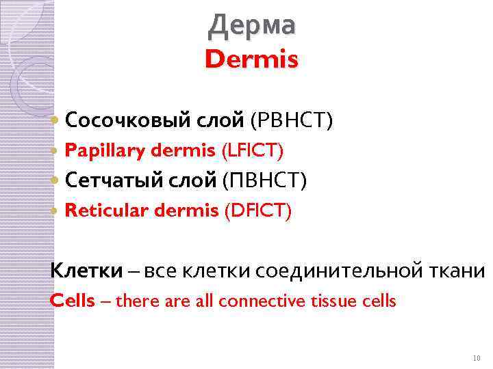 Дерма Dermis Сосочковый слой (РВНСТ) Papillary dermis (LFICT) Сетчатый слой (ПВНСТ) Reticular dermis (DFICT)