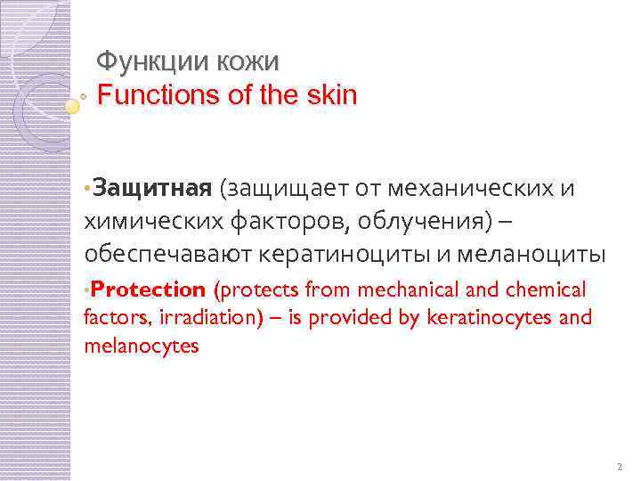 Функции кожи Functions of the skin • Защитная (защищает от механических и химических факторов,
