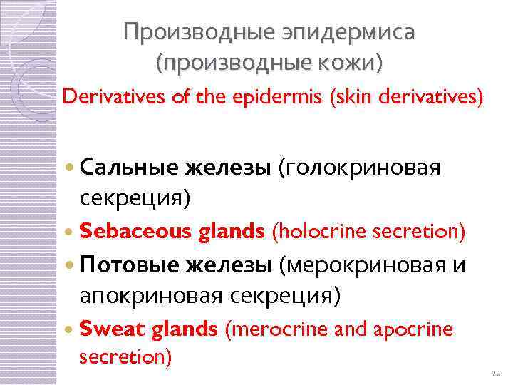 Производные эпидермиса (производные кожи) Derivatives of the epidermis (skin derivatives) Сальные железы (голокриновая секреция)