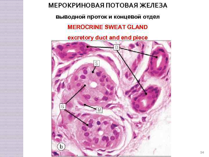 МЕРОКРИНОВАЯ ПОТОВАЯ ЖЕЛЕЗА выводной проток и концевой отдел MEROCRINE SWEAT GLAND excretory duct and