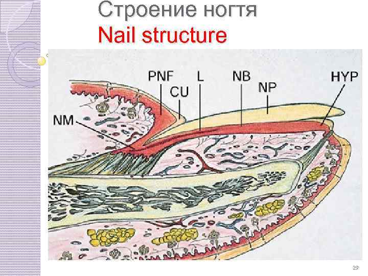 Строение ногтя Nail structure СТРОЕНИЕ НОГТЯ 29 