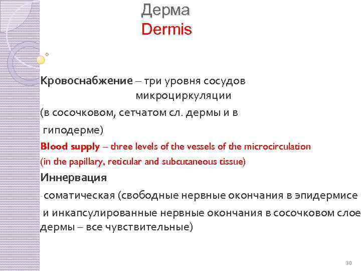 Дерма Dermis Кровоснабжение – три уровня сосудов микроциркуляции (в сосочковом, сетчатом сл. дермы и
