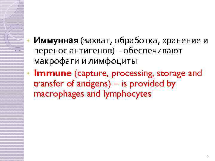 Иммунная (захват, обработка, хранение и перенос антигенов) – обеспечивают макрофаги и лимфоциты • Immune