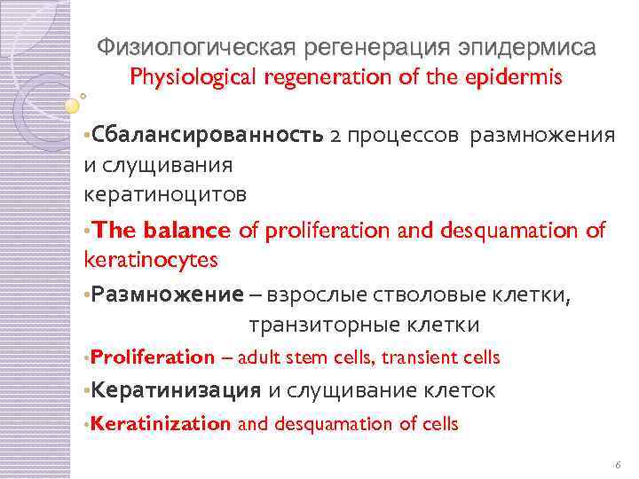 Физиологическая регенерация эпидермиса Physiological regeneration of the epidermis • Сбалансированность 2 процессов размножения и
