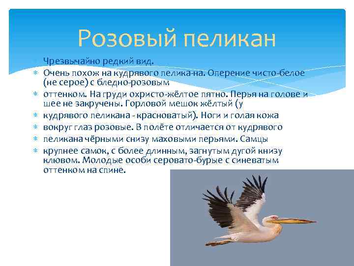 Розовый пеликан Чрезвычайно редкий вид. Очень похож на кудрявого пелика-на. Оперение чисто-белое (не серое)