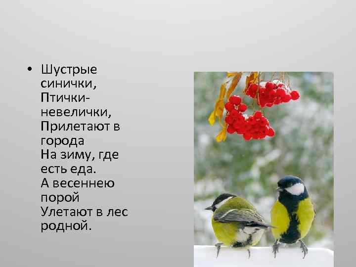  • Шустрые синички, Птичкиневелички, Прилетают в города На зиму, где есть еда. А