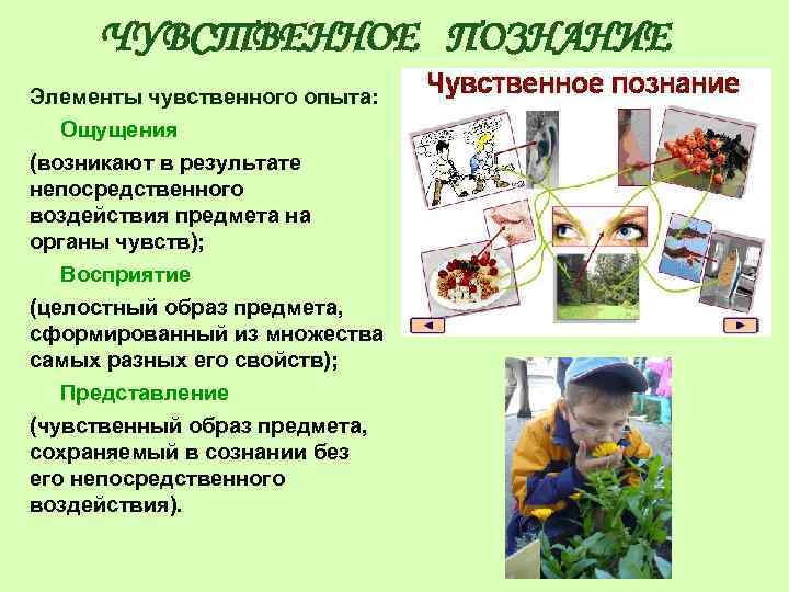 ЧУВСТВЕННОЕ ПОЗНАНИЕ Элементы чувственного опыта: Ощущения (возникают в результате непосредственного воздействия предмета на органы