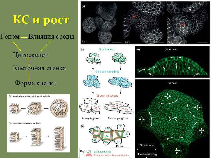 КС и рост Геном Влияния среды Цитоскелет Клеточная стенка Форма клетки 