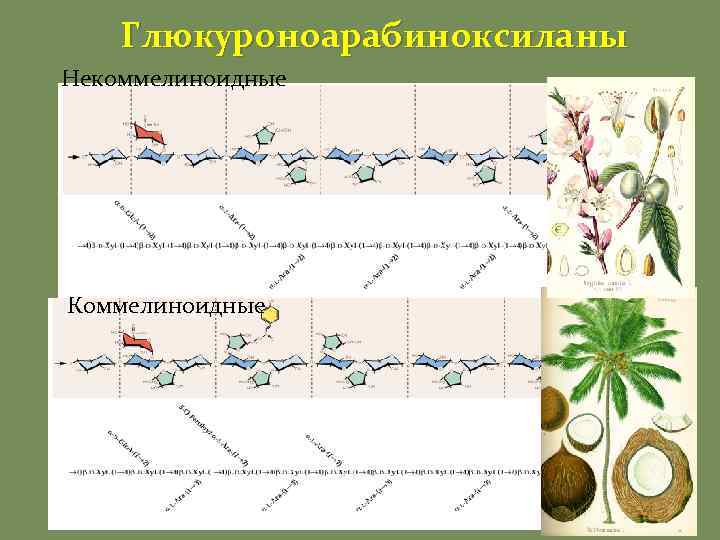 Глюкуроноарабиноксиланы Некоммелиноидные Коммелиноидные 