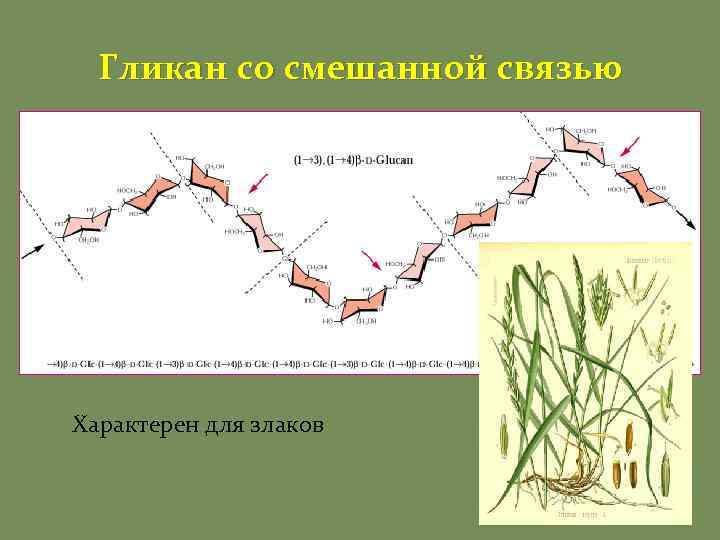 Гликан со смешанной связью Характерен для злаков 