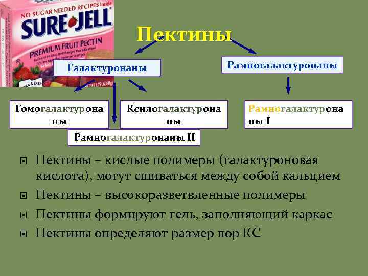 Пектины Галактуронаны Гомогалактурона ны Ксилогалактурона ны Рамногалактурона ны I Рамногалактуронаны II Пектины – кислые