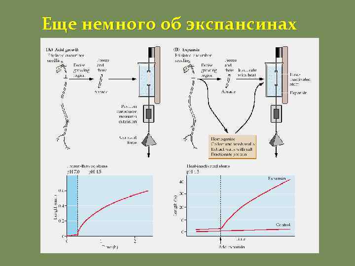 Еще немного об экспансинах 